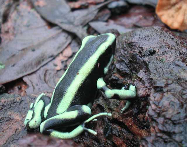 Dendrobates truncatus