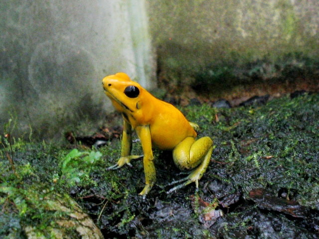 Phyllobates Bicolor